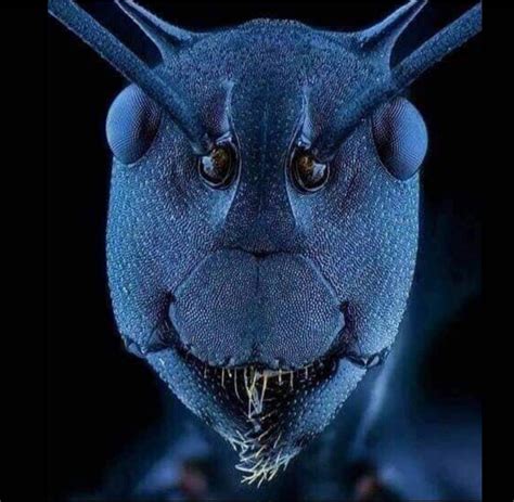 An Ant under a microscope : r/pics