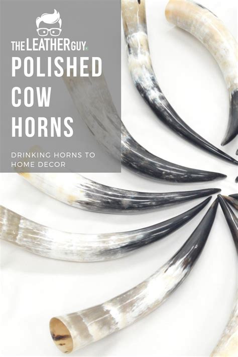 Polished cow horns are versatile as they can be used for decor as well ...