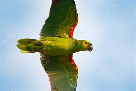 Parrot Brazil Habitat Turquoise Fronted Amazon Amazona Aestiva Portrait ...