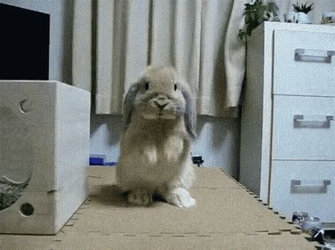 Fluffy Cute GIF - Fluffy Cute Bunny - Discover & Share GIFs