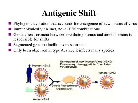 PPT - ORTHOMYXOVIRUSES PowerPoint Presentation, free download - ID:3970135