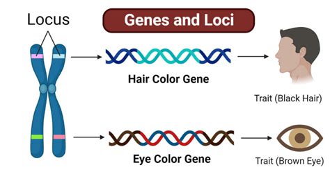 Gene vs. Allele: Definition and 11 Key Differences