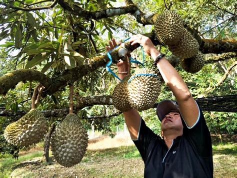 kebun durian musang king - Laurette Seal