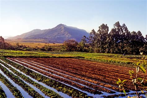 Irrigated fields | Swaziland Landscapes | Raingod