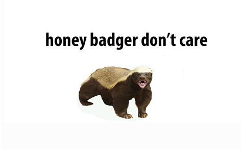 Honey Badger Wallpapers - Wallpaper Cave