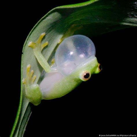 Glass Tree Frog