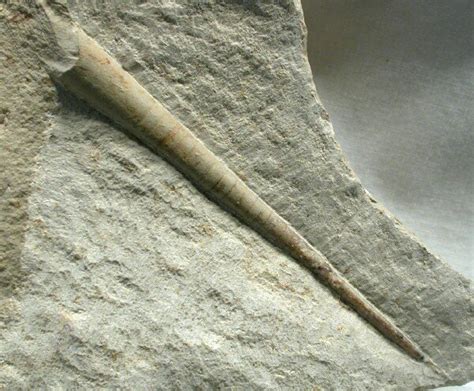 Orthocone Cephalopod Fossil