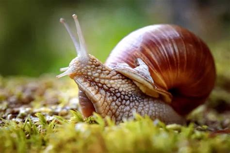 6 Different Types of Snails (Plus Interesting Facts) – Nayturr