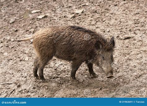 Wild Boar in Their Natural Environment Stock Image - Image of smell ...