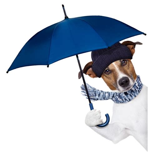 Top 5 Dog Umbrella of 2020 (Rated & Review) | Herepup