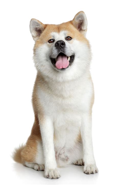 Shiba Inu Akita Mix – Facts And Information - My First Shiba Inu