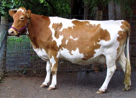 guernsey cow - Google Search | Guernsey cow, Cow, Breeds of cows