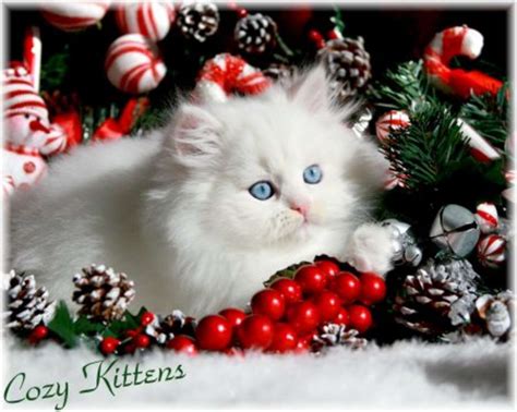 Christmas Kitten Wallpapers - Wallpaper Cave