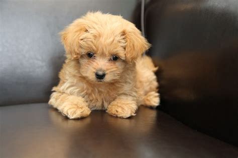 Pomapoo (Pomeranian-Poodle mix) Info, Temperament, Puppies, Pictures