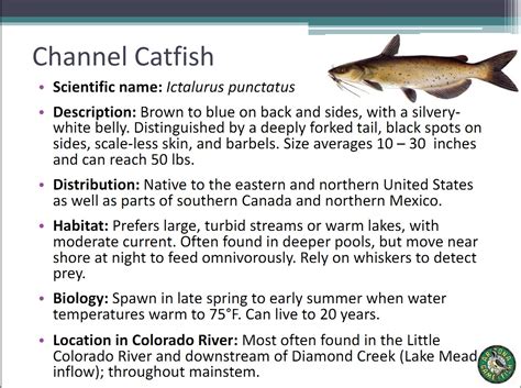 File:Channel Catfish.jpg - Glen Canyon Dam AMP