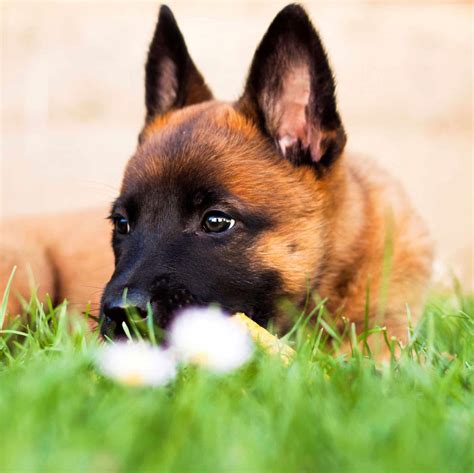 Belgian Malinois Puppies For Sale • Adopt Your Puppy Today • Infinity Pups