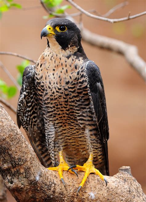 The Peregrine Falcon | King Of Birds | Wildlife Of World