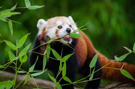 Red Panda eating bamboo leaves HD wallpaper | Wallpaper Flare