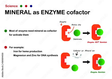 Science diagram explain mineral as cofactor or coenzyme for enzyme ...