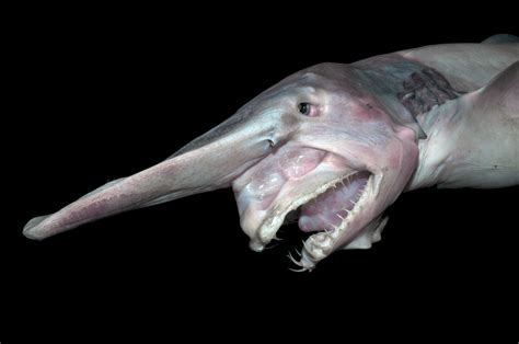 21 Creatures From The Deep Sea That Will Absolutely Give You Nightmares