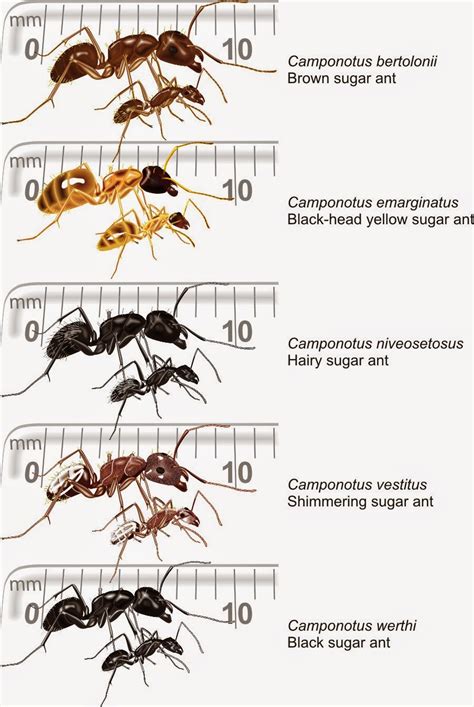 - Ants of Southern Africa -: FORMICINAE: the Elegant, Acid-Squirting ...