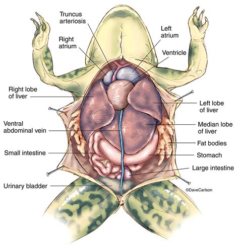 Frog Anatomy Overview 1 | Carlson Stock Art