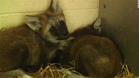 Meet the Smithsonian's new maned wolf pups - CNN Video