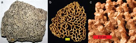 Chapter 7: Fossils – The Story of Earth