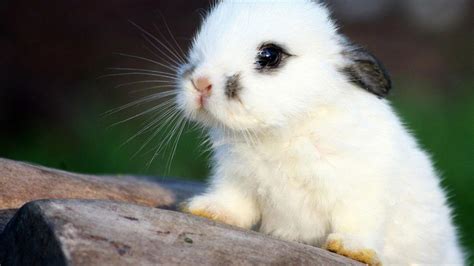 Cute Bunny Wallpapers - Top Free Cute Bunny Backgrounds - WallpaperAccess