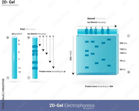 Diagrammatic representation of 2D gel electrophoresis. Analysis of ...