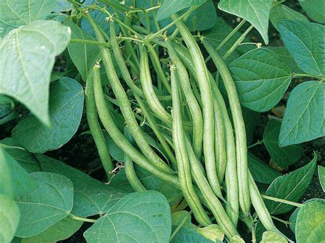 Improved Tendergreen Green Bean Seeds Bush Organic Non GMO | Etsy