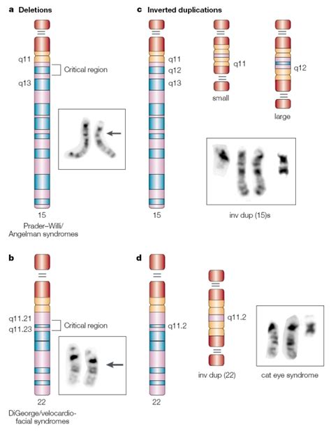 Chromosomale Duplikation