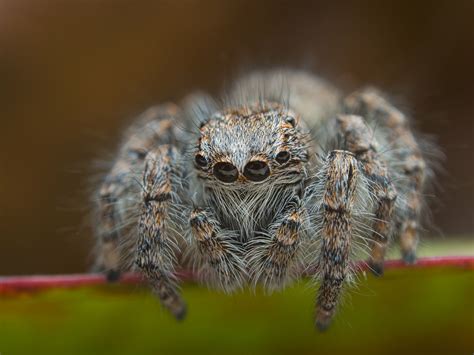 Salticidae | JuzaPhoto