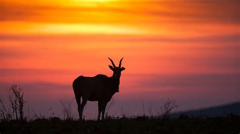 Malawi Safari Wildlife Highlights | Safari Consultants