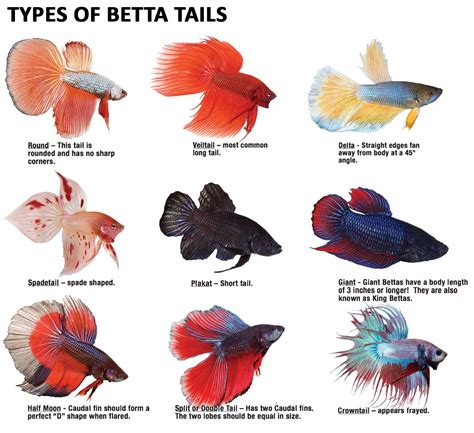 Bettas can have great variety in their tail type. | Betta fish types ...