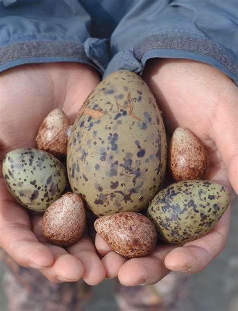 Spring Traditions - Yukon Wild Bird Egg Harvest | Edible Alaska