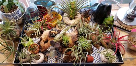 Bulbous Air Plant Combo Pack | Tillandsias | Air Plant Source - Air ...