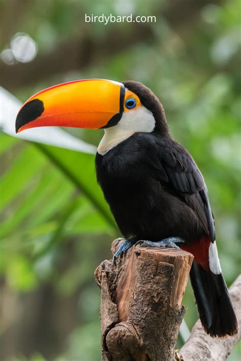 Toucan Bird | Nature photography animals, Pet birds, Wild animals ...