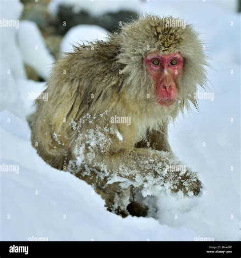 Snow monkey in snow. Winter season. The Japanese macaque ( Scientific ...