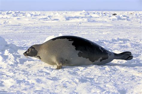 Harp Seal Facts (Pagophilus groenlandicus)