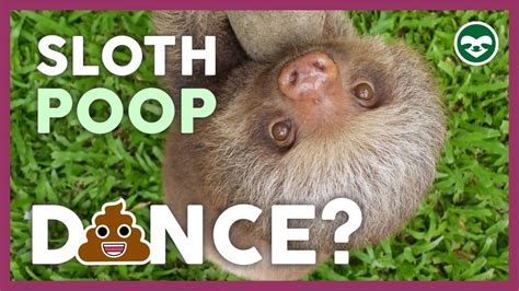 Have you ever seen a SLOTH POOP DANCE? | Sloths are famous for their ...