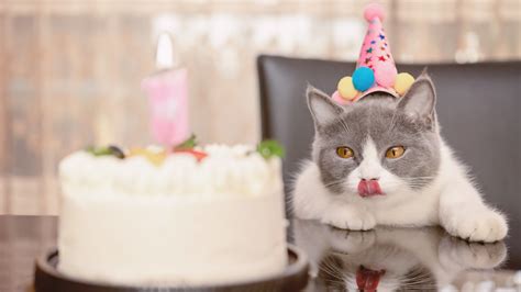 Eight cat birthday cake recipes to celebrate their special day | PetsRadar