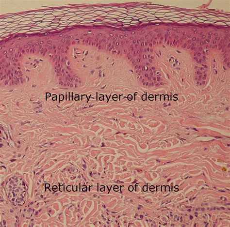 Dermis - Reticular layer of dermis | the dynamic natural skin care