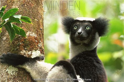 Indri stock photo - Minden Pictures