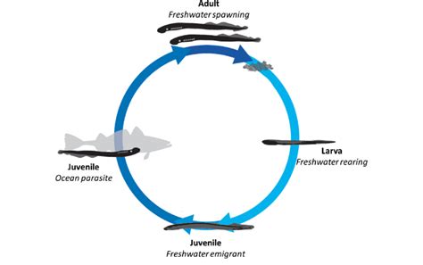 Life cycle of the Pacific lamprey. This paper focuses on the juvenile ...