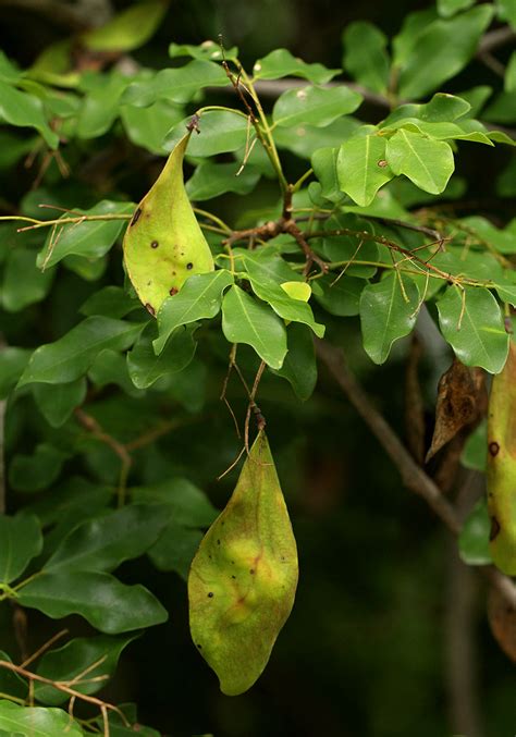 Flora of Zambia: Species information: individual images: Pterocarpus lucens