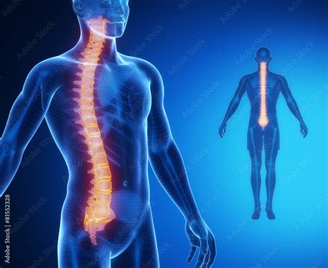 SPINE bone anatomy x-ray scan Stock Illustration | Adobe Stock