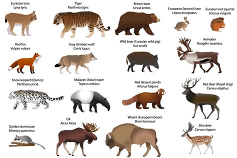 Collection of different species of animals living in the territory of ...