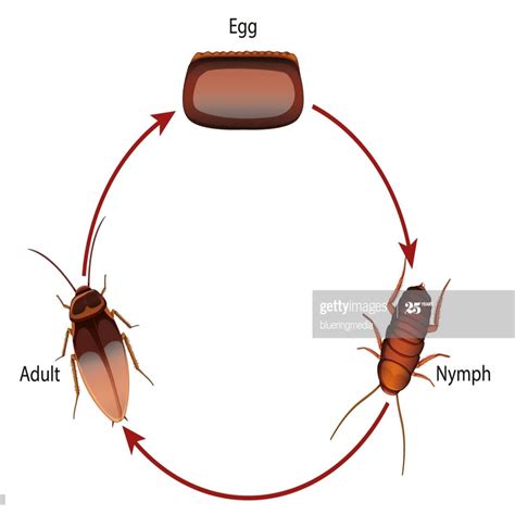 cockroach life cycle diagram - Lily Greiner