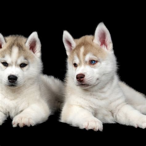 Huskimo puppies for sale